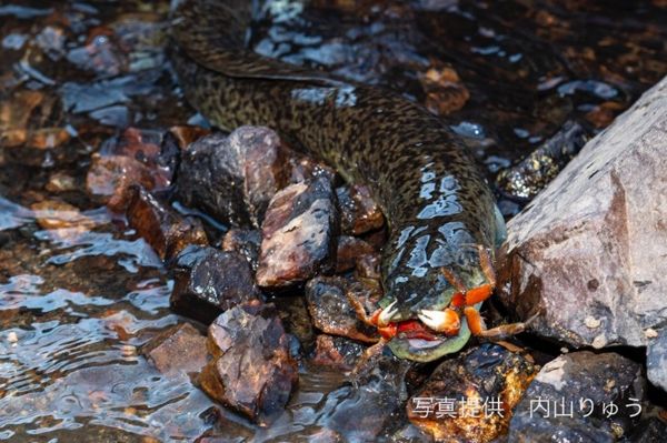 ウナギは陸でも狩りをする.jpg