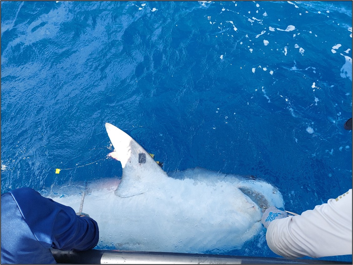 釣れたサメは裏返すと大人しくなる（たまに例外がいることをもう少し早く知りたかった）.jpg