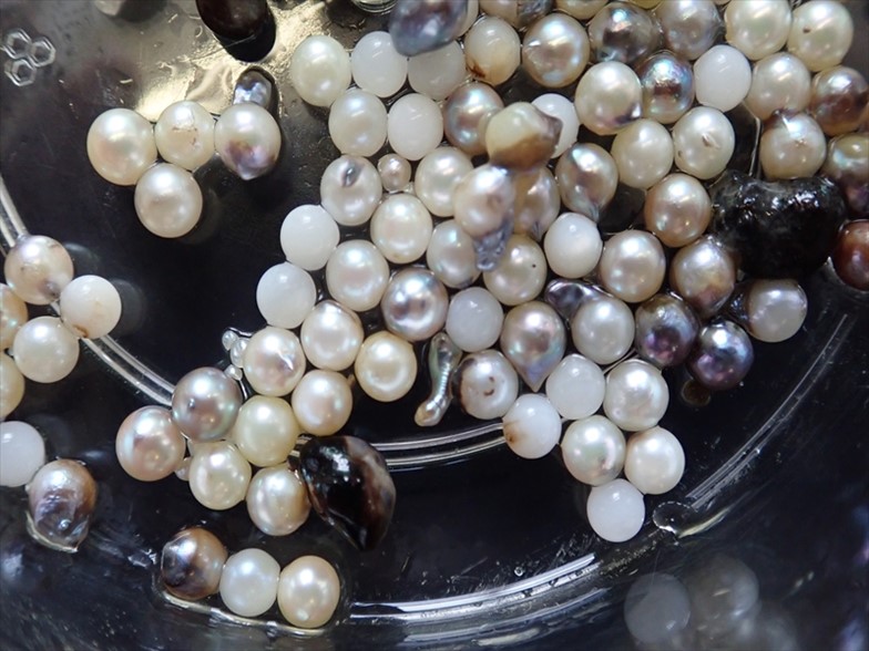 海洋科学高校の浜揚げで得られた真珠