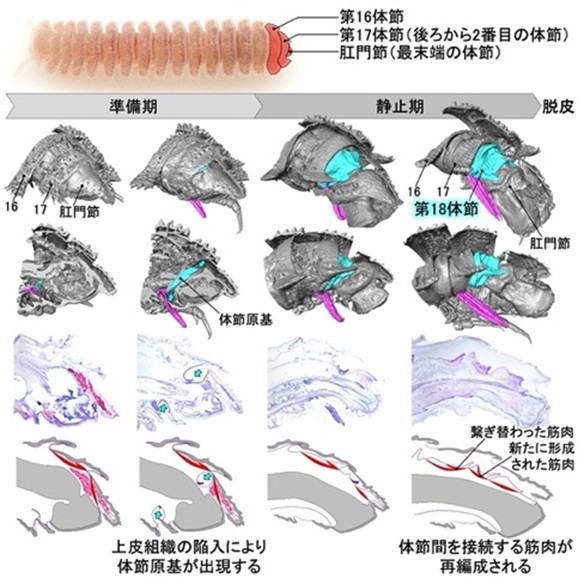 ヤスデにおける増節変態のしくみ.jpg