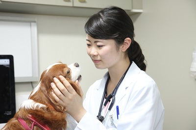 写真：診察中の獣医師