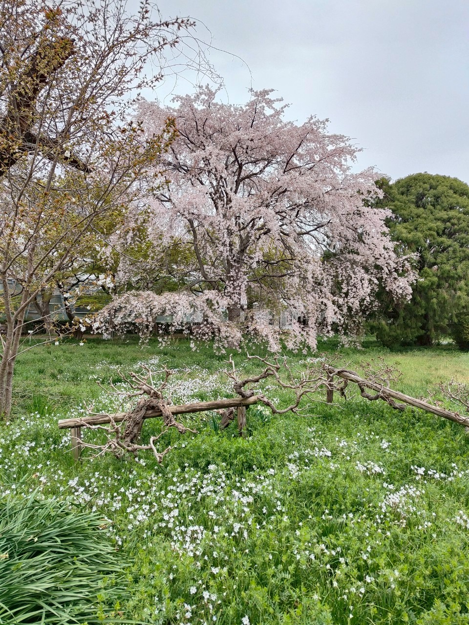 枝垂れ桜.jpg