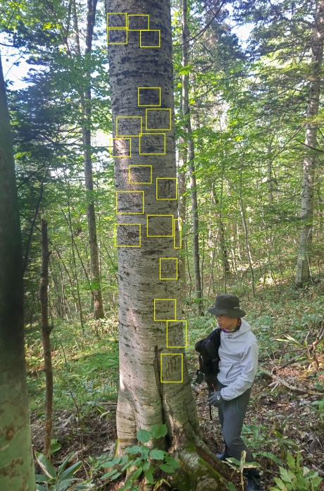 写真（紋別）08._クマ爪跡.jpeg