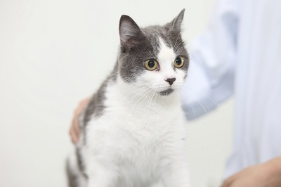 写真：猫