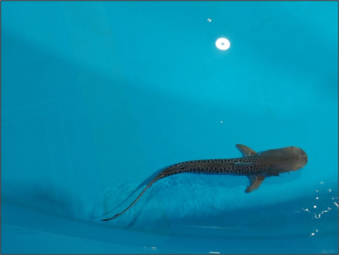 水槽には小型のサメ（これはイタチザメの幼体）が飼育されての実験が行われている.jpg