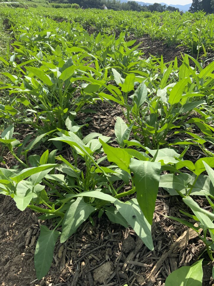 木質有機物を大量に投入し無農薬で栽培を行なっている生産農家さんの圃場.jpg