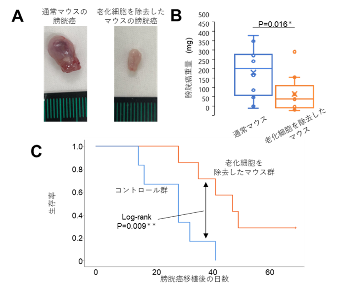 画像・トピックス2-1.png