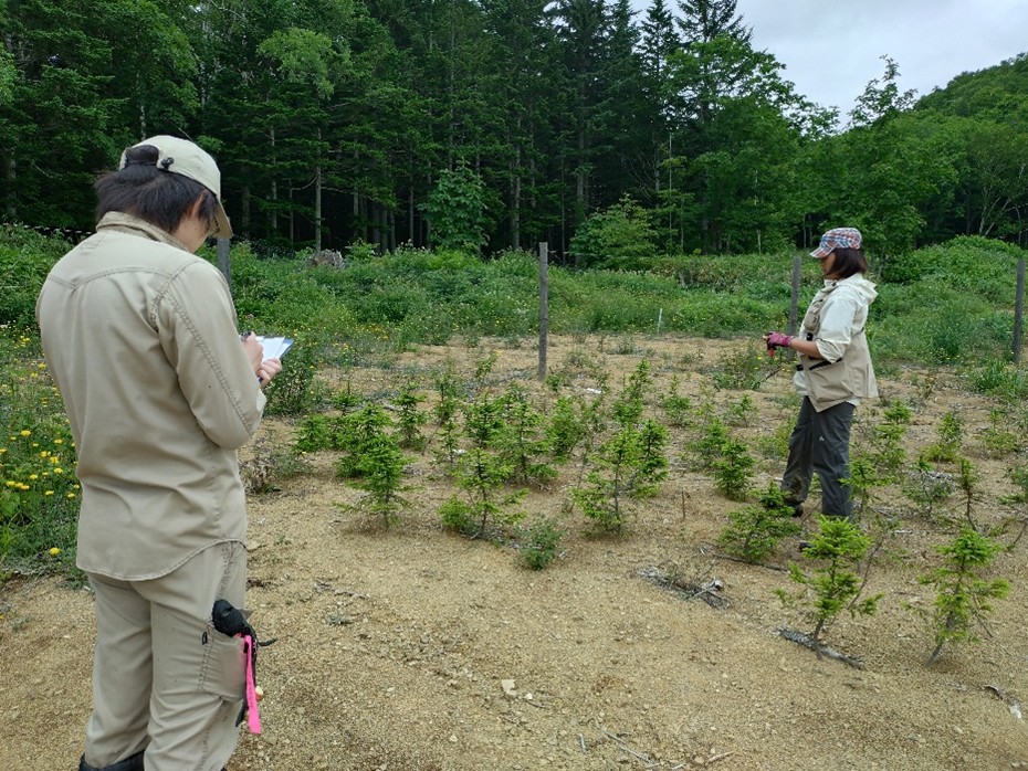 北海道大学天塩研究林の樹木多様性操作実験地.jpg