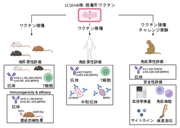 画像4【MPOXウイルスに対するLC16m8ワクチンの免疫応答】.png